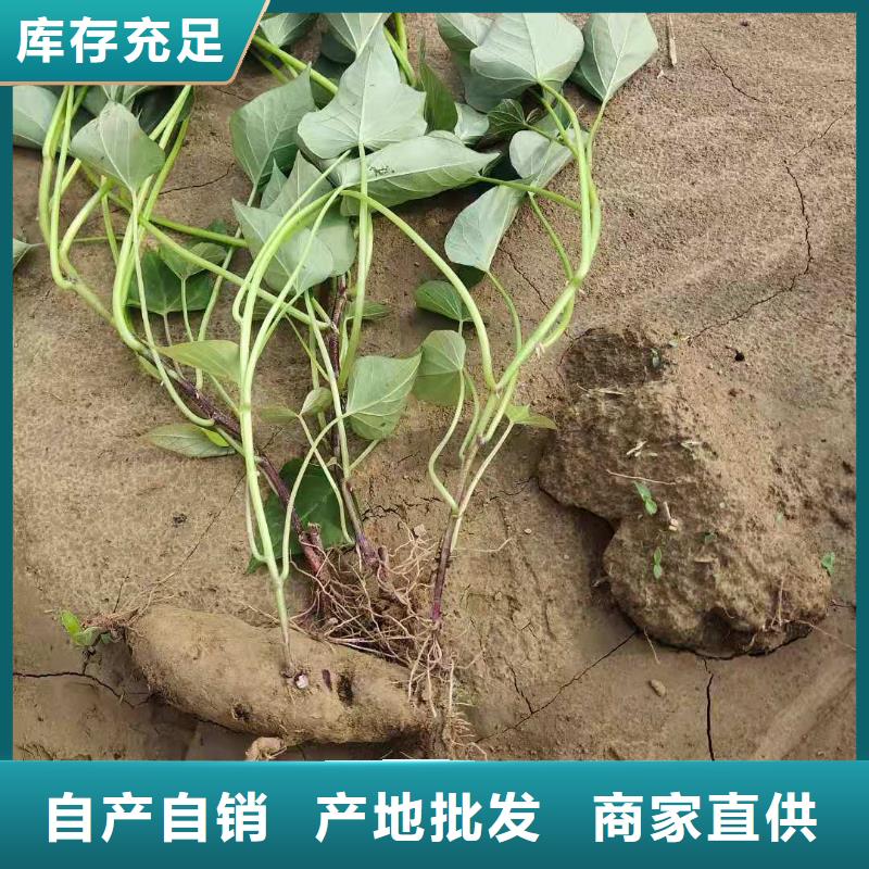 【紫薯苗南瓜粉厂家精品优选】