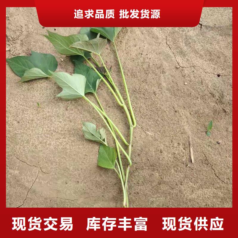 紫薯苗羽衣甘蓝粉源头采购