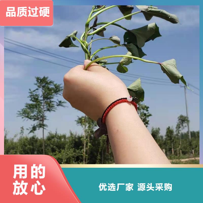 紫薯苗红薯丁专注产品质量与服务