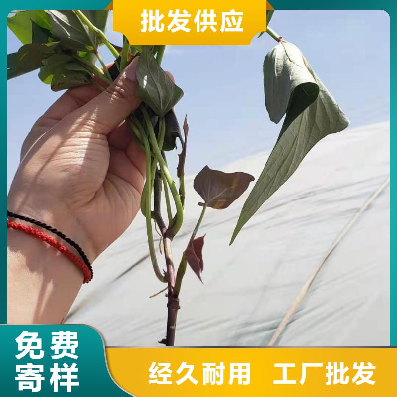 紫薯苗_红薯粉服务至上