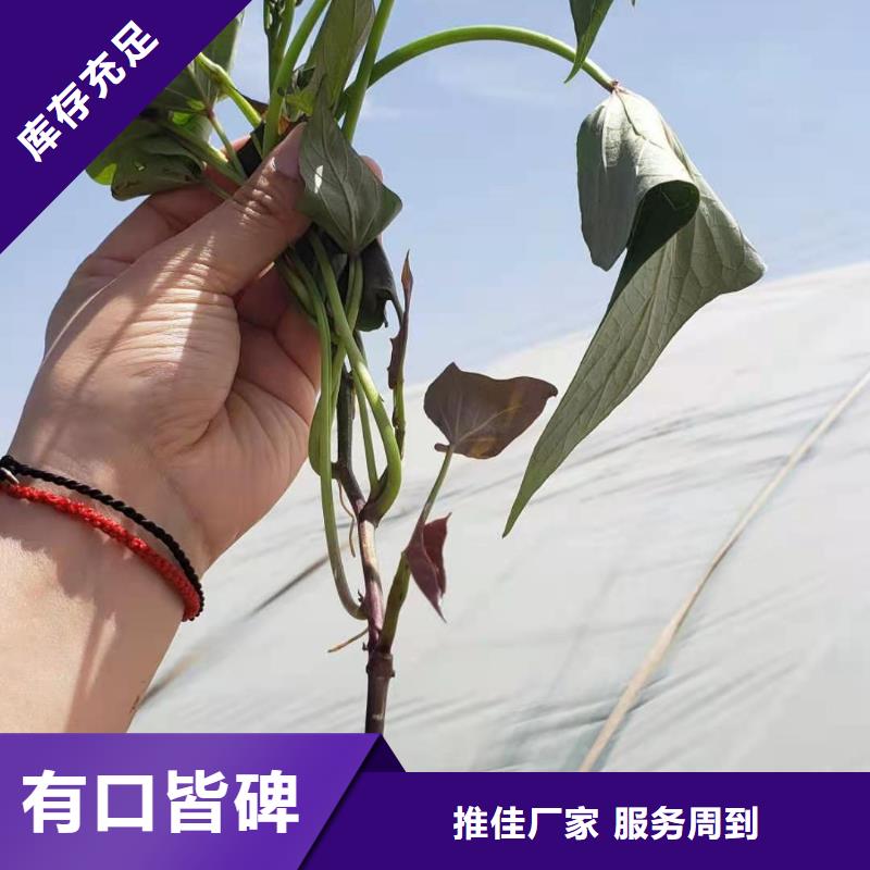 紫薯苗-羽衣甘蓝粉经销商