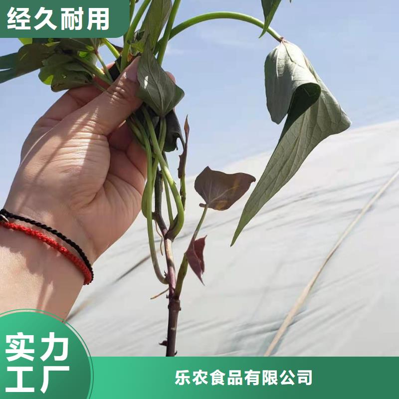 紫薯苗羽衣甘蓝粉认准大品牌厂家