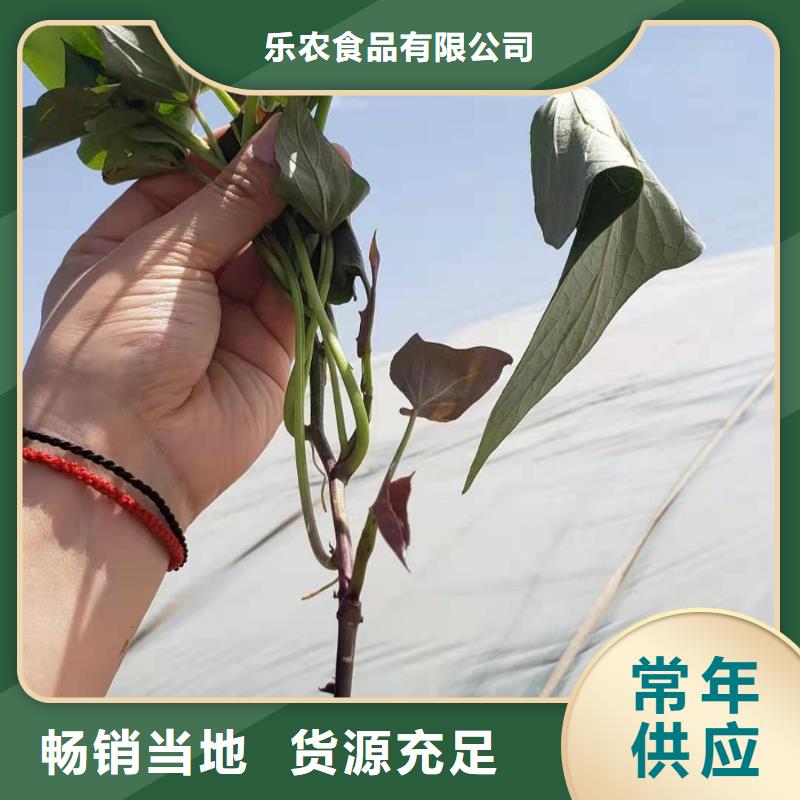 紫薯苗羽衣甘蓝粉源头采购