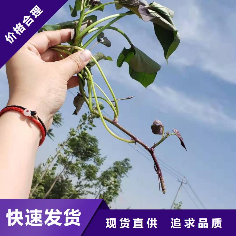 【紫薯苗】胡萝卜丁快速发货