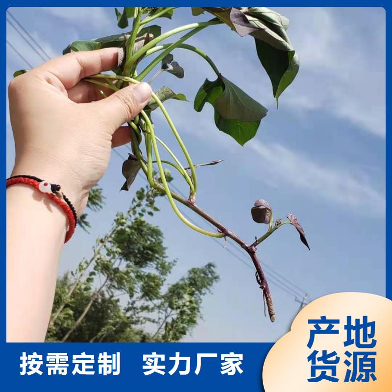 紫薯苗羽衣甘蓝粉认准大品牌厂家