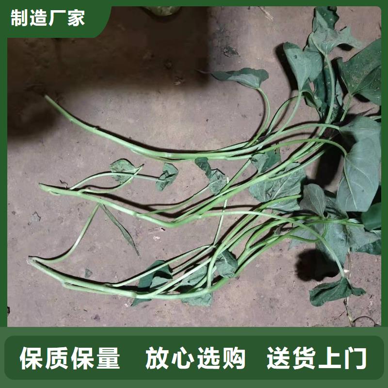 紫薯苗羽衣甘蓝粉源头采购