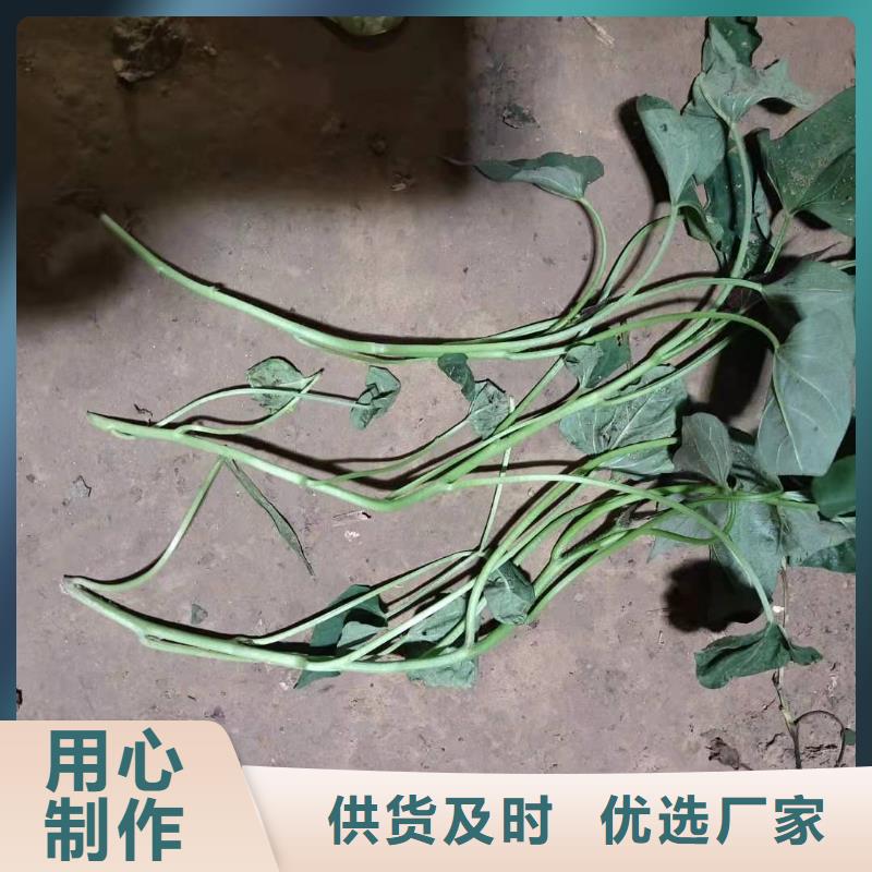 紫薯苗,紫薯粉供您所需