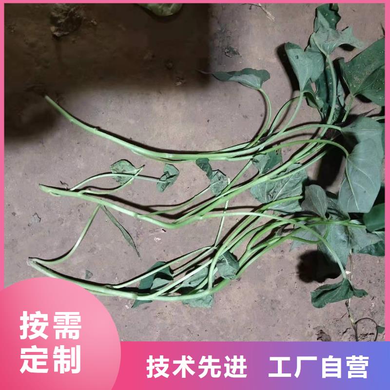 紫薯苗羽衣甘蓝粉认准大品牌厂家