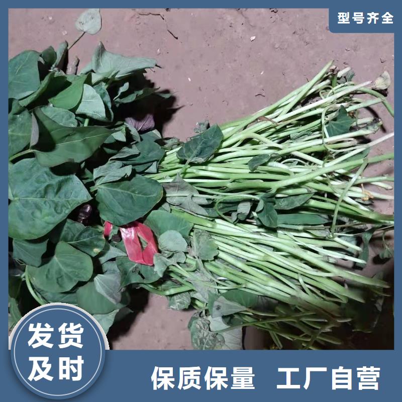紫薯苗-【羽衣甘蓝粉】工厂现货供应