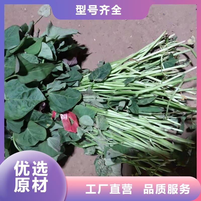 紫薯苗_红薯粉服务至上