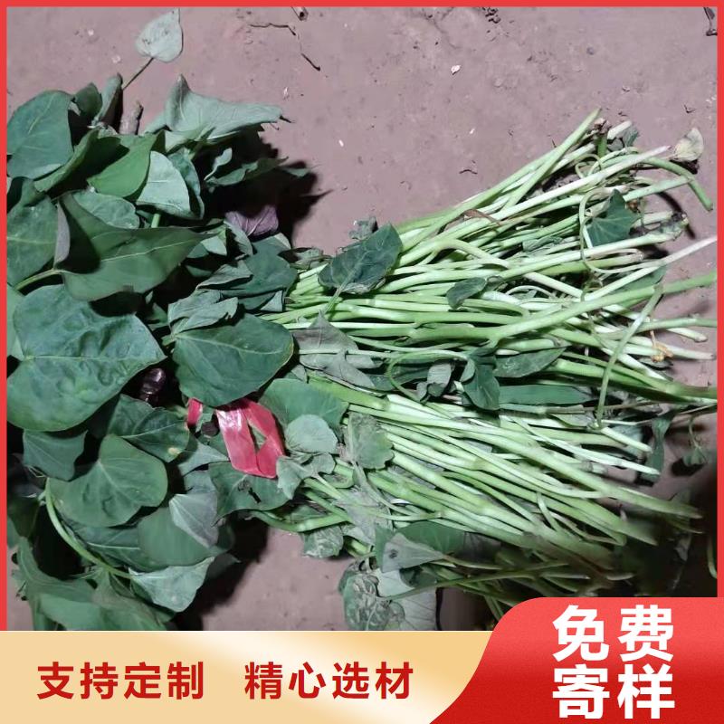 紫薯苗羽衣甘蓝粉品质商家
