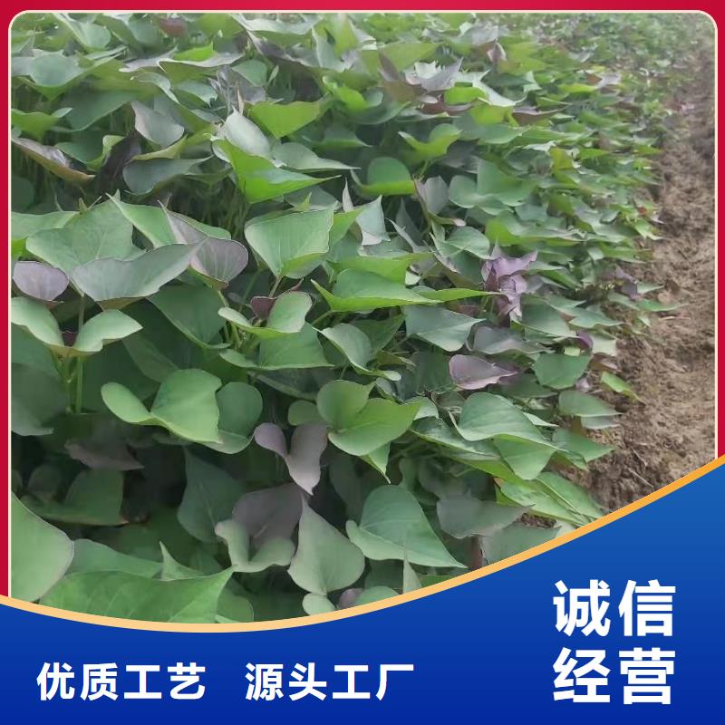 【紫薯苗】羽衣甘蓝粉好货直销