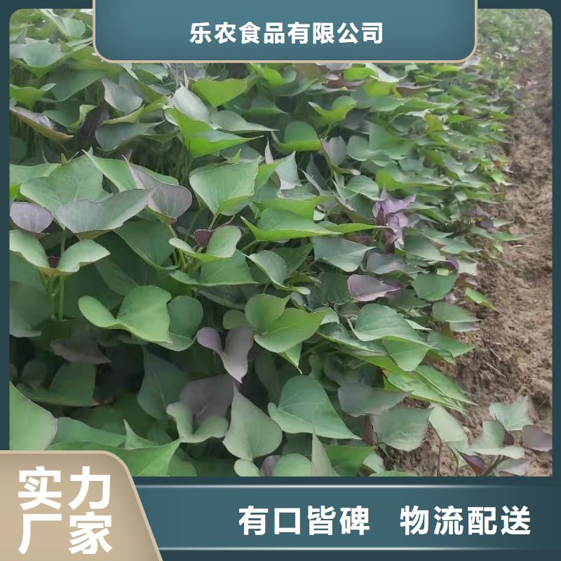 紫薯苗_羽衣甘蓝粉有实力有经验