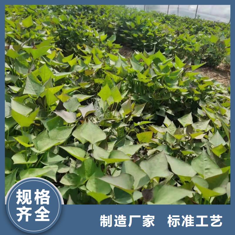 紫薯苗紫薯雪花片做工精细