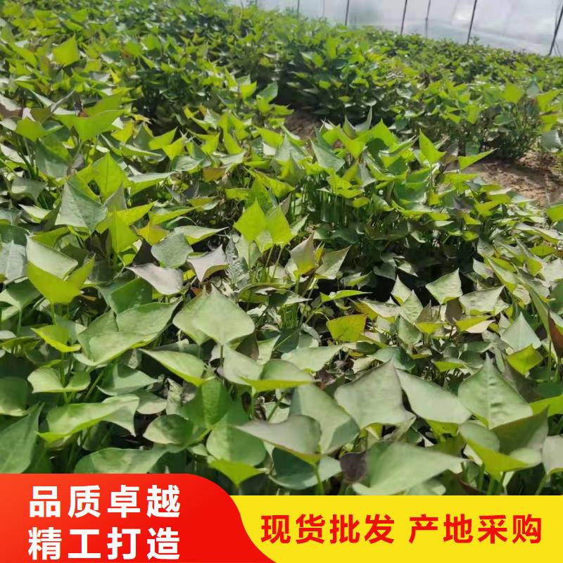 紫薯苗羽衣甘蓝粉认准大品牌厂家