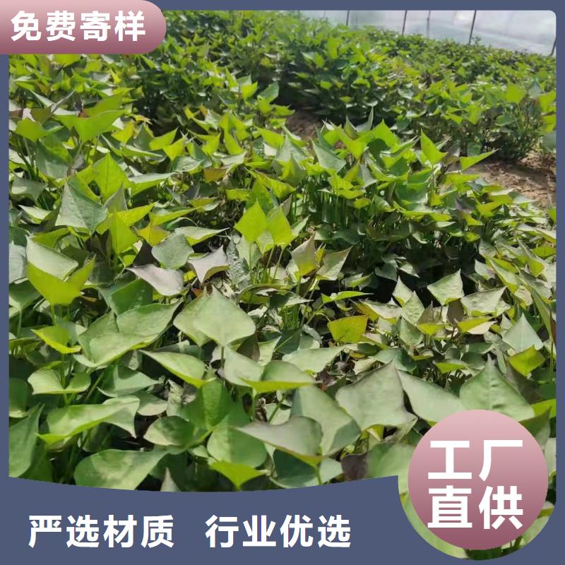 紫薯苗,羽衣甘蓝粉讲信誉保质量