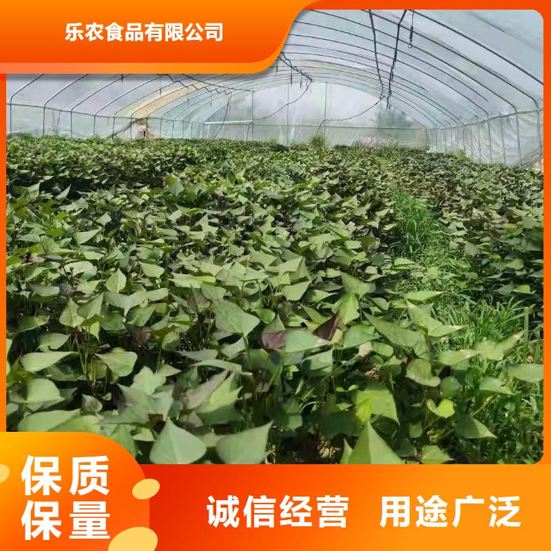 紫薯苗_羽衣甘蓝粉有实力有经验