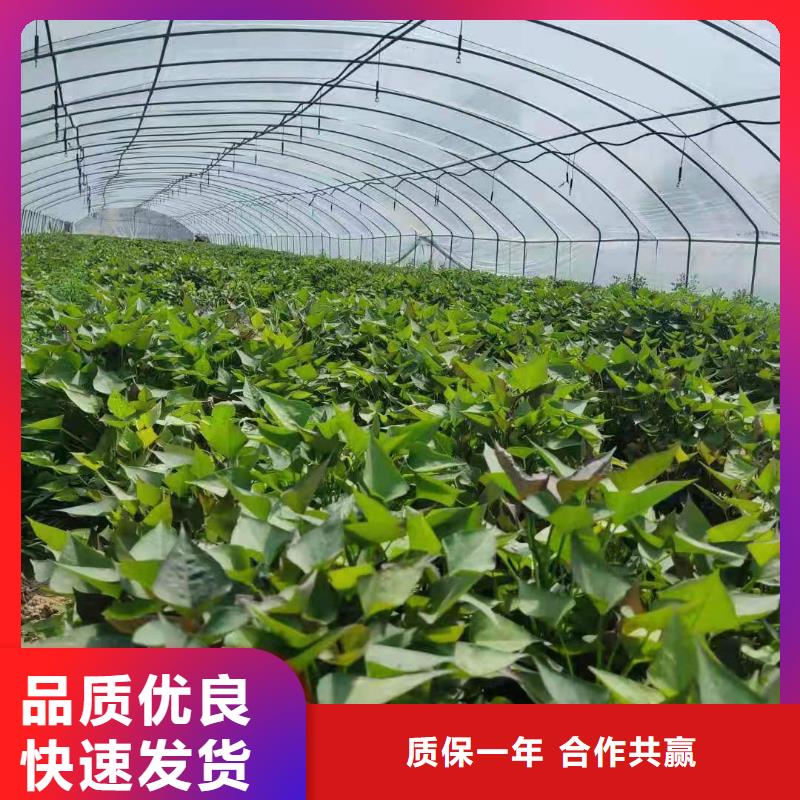 紫薯苗-【羽衣甘蓝粉】工厂现货供应