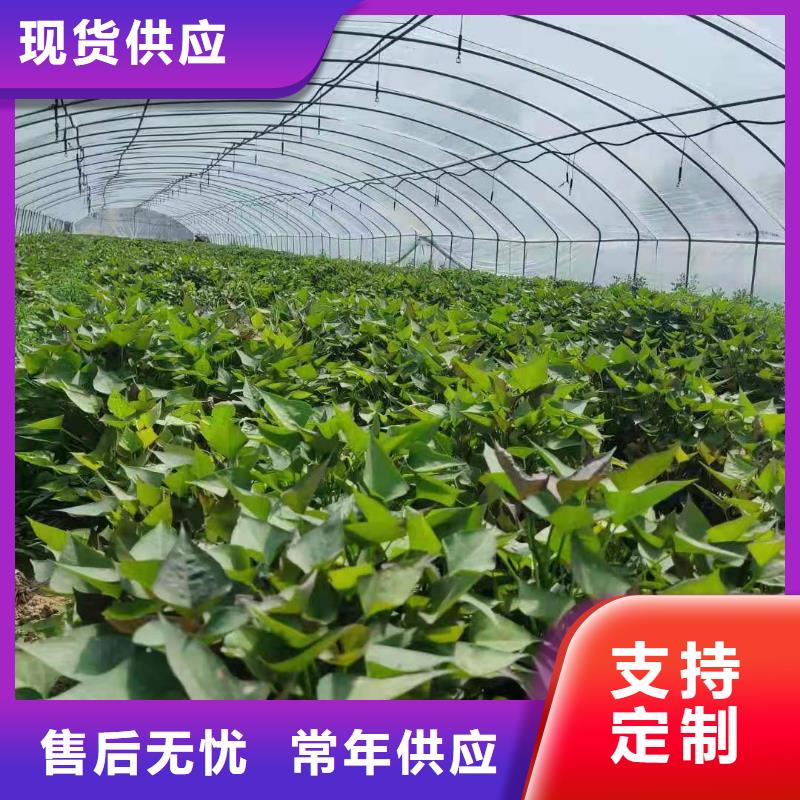 紫薯苗_红薯粉服务至上