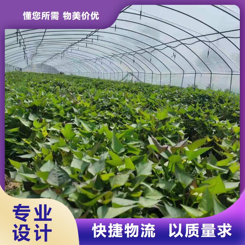 紫薯苗,紫薯粉供您所需