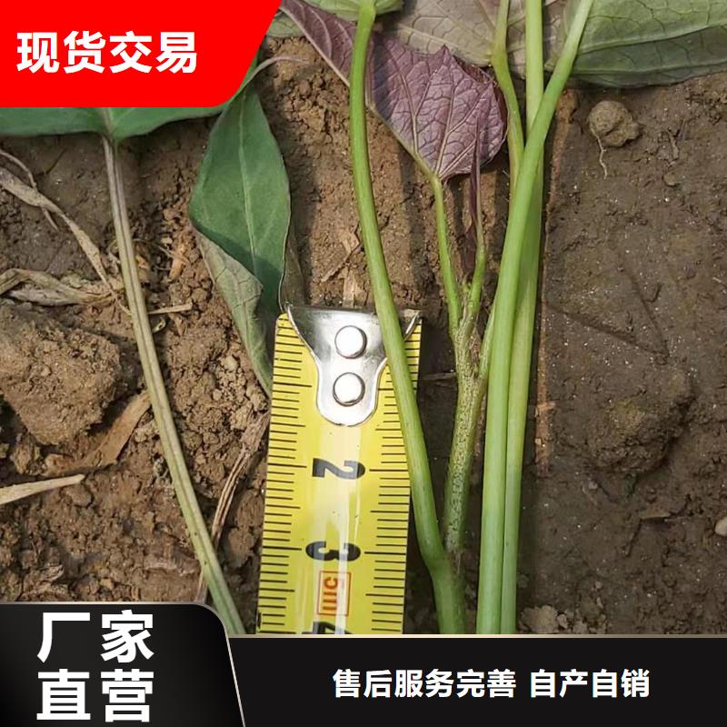 【紫薯苗-南瓜丁厂家精心选材】