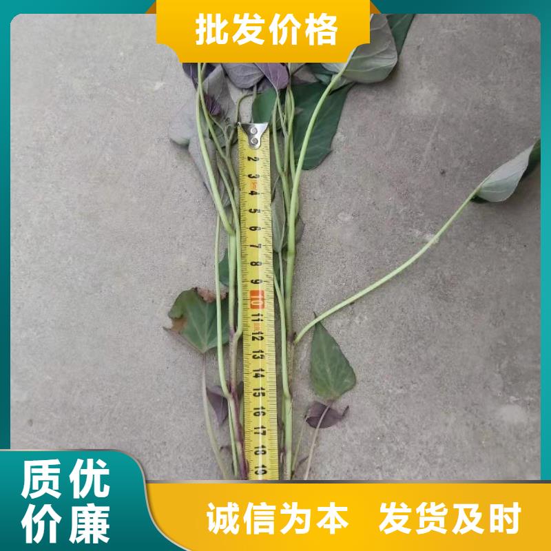 【紫薯苗_羽衣甘蓝粉货源直销】