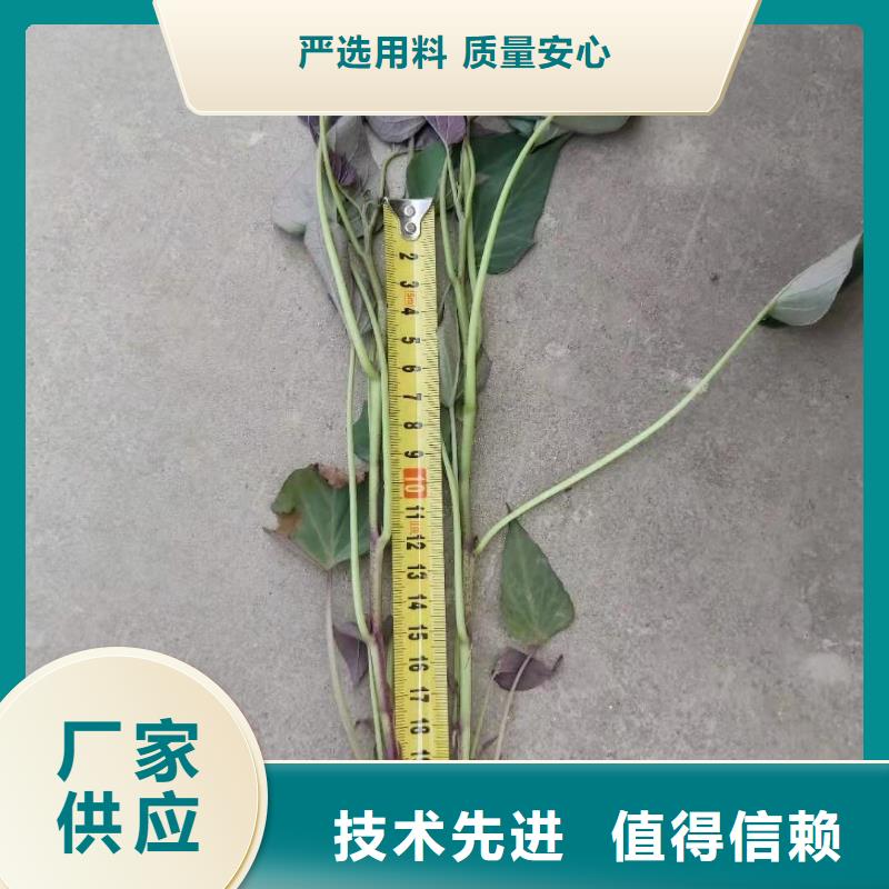 紫薯苗紫薯粉现货直供