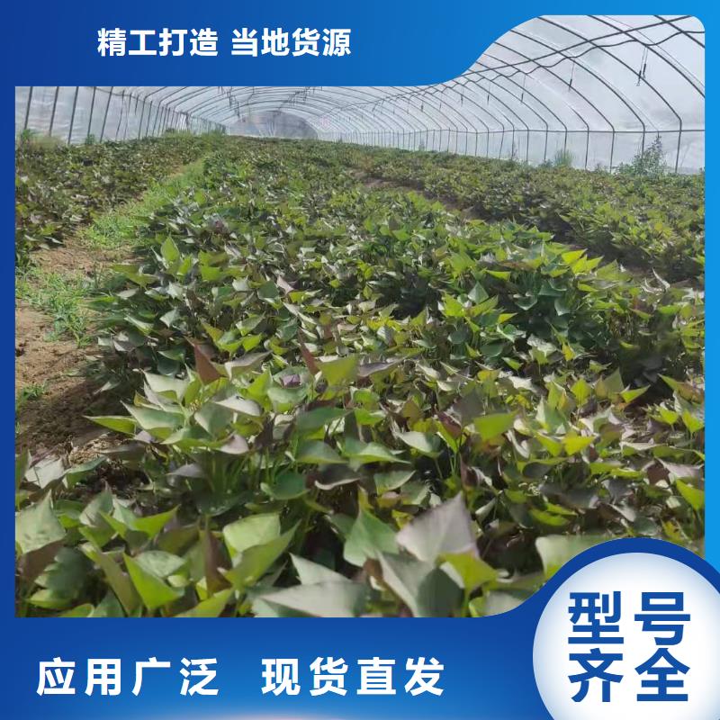 紫薯苗羽衣甘蓝粉贴心服务