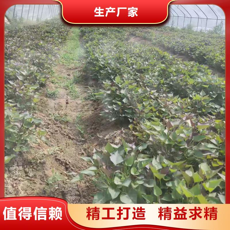 紫薯苗_红薯粉服务至上
