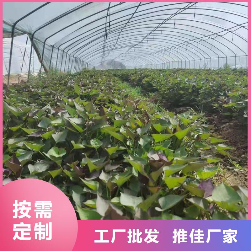 紫薯苗南瓜丁厂家型号齐全