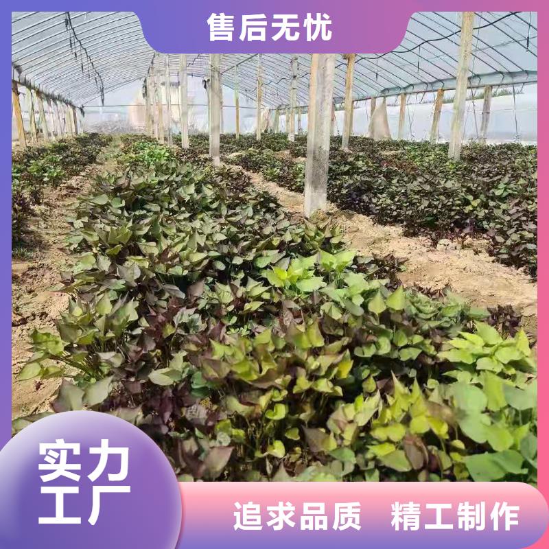 紫薯苗南瓜丁厂家型号齐全