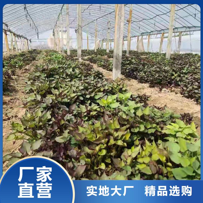 紫薯苗胡萝卜粉市场报价