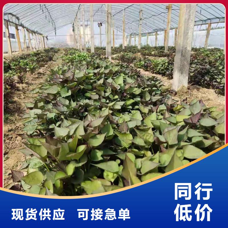 紫薯苗南瓜粉购买的是放心