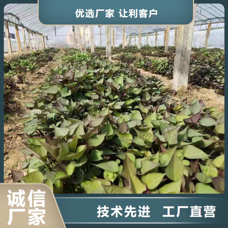 【紫薯苗_羽衣甘蓝粉货源直销】