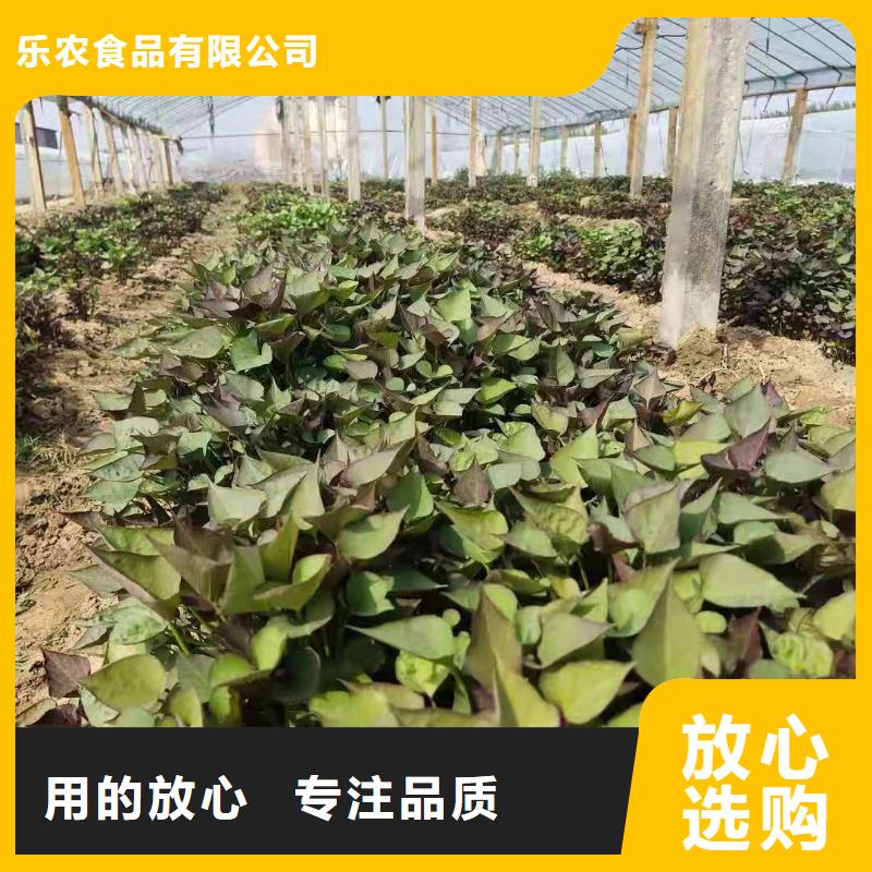 紫薯苗,紫薯粉供您所需