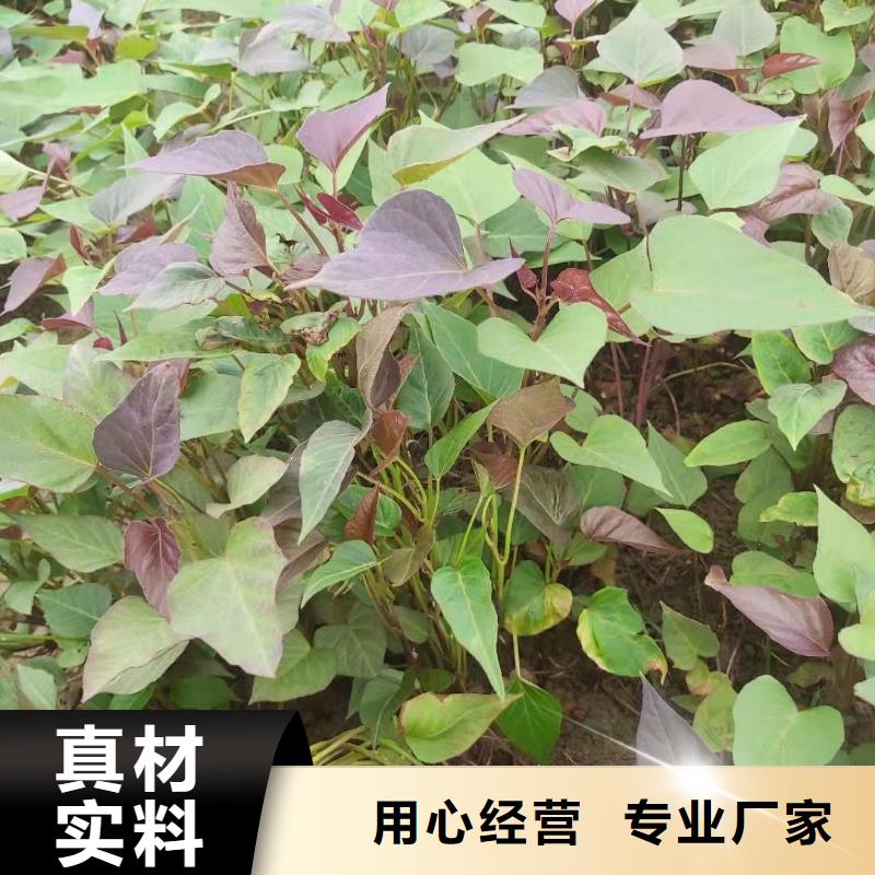 【紫薯苗,羽衣甘蓝粉专业供货品质管控】