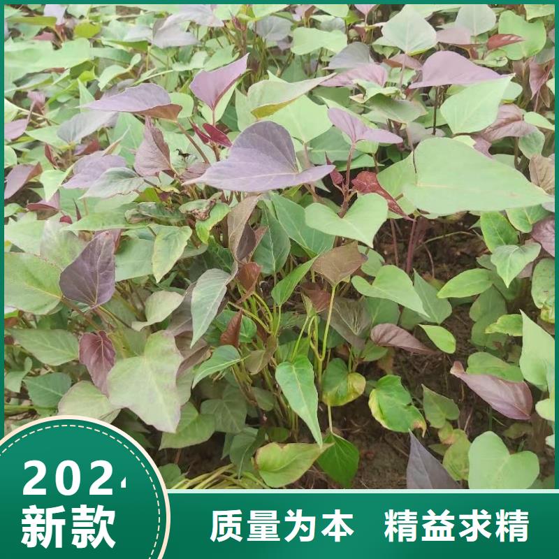 紫薯苗羽衣甘蓝粉工厂价格
