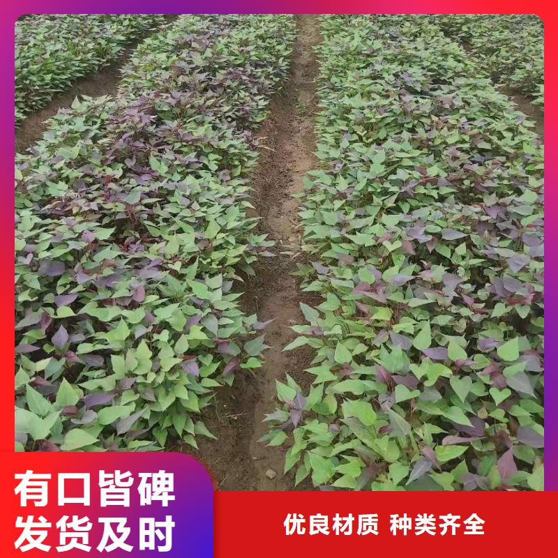 【紫薯苗南瓜粉厂家精品优选】