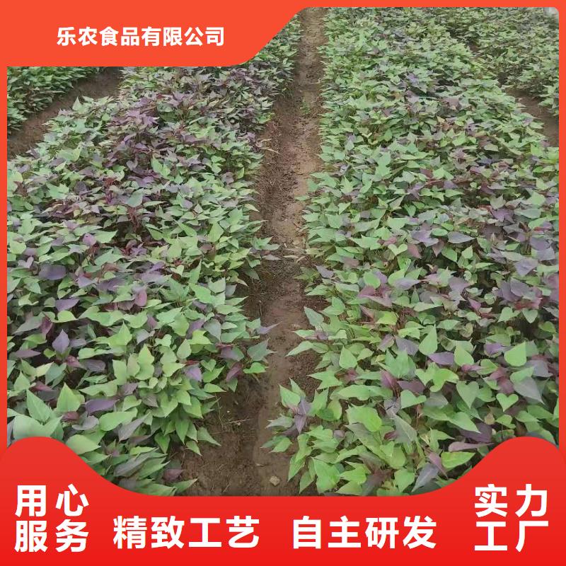 紫薯苗,紫薯粉供您所需