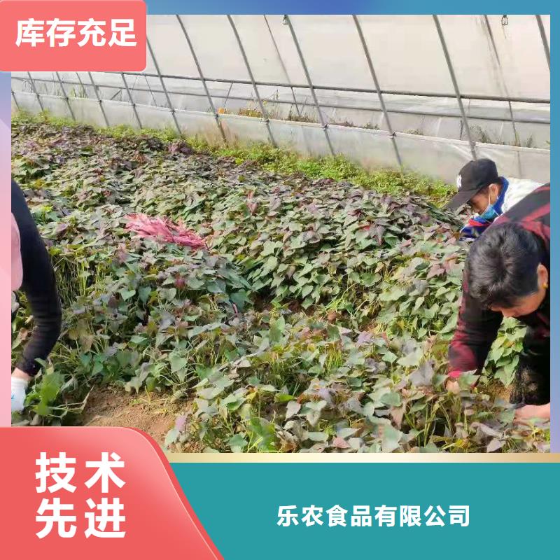 紫薯苗,羽衣甘蓝粉匠心制造
