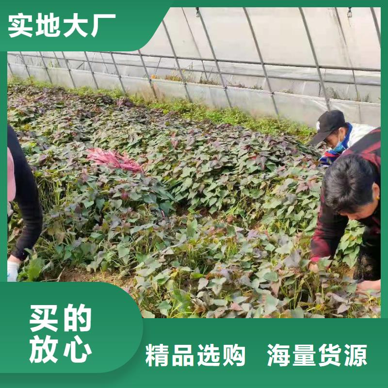 【紫薯苗】羽衣甘蓝粉好货直销