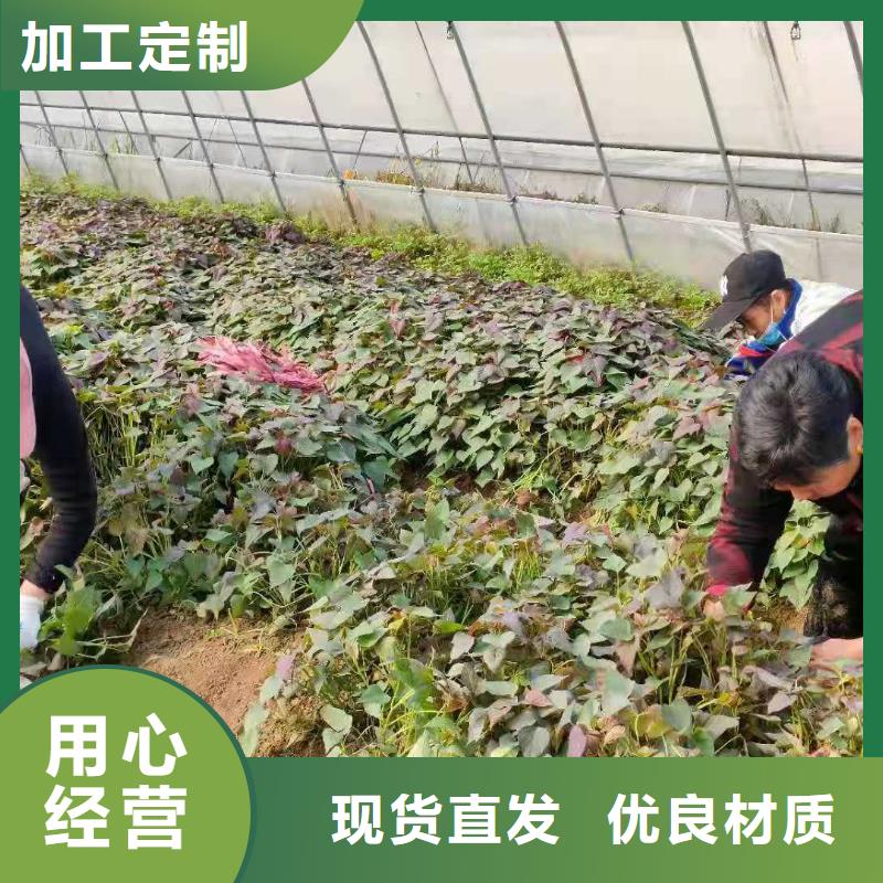 【紫薯苗】南瓜粉产品优势特点