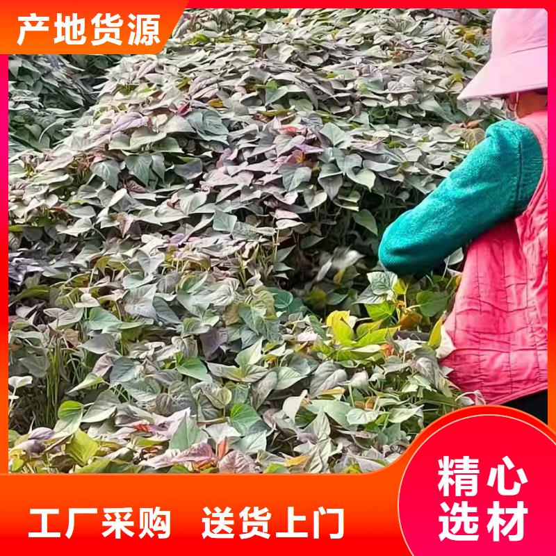 紫薯苗南瓜丁厂家型号齐全