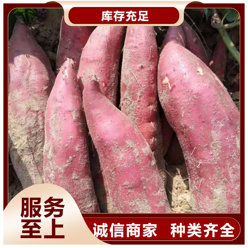 【紫薯苗南瓜粉厂家精品优选】