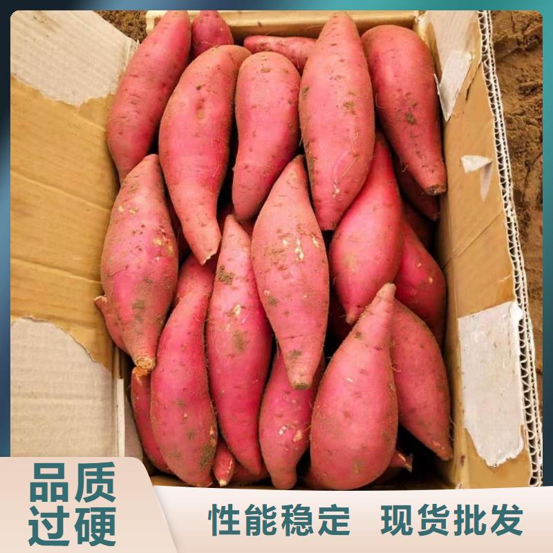 【紫薯苗南瓜粉厂家精品优选】