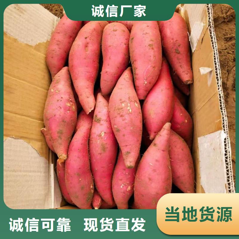 紫薯苗羽衣甘蓝粉大量现货供应