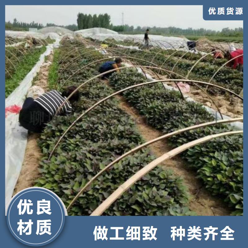 【紫薯苗】南瓜粉产品优势特点