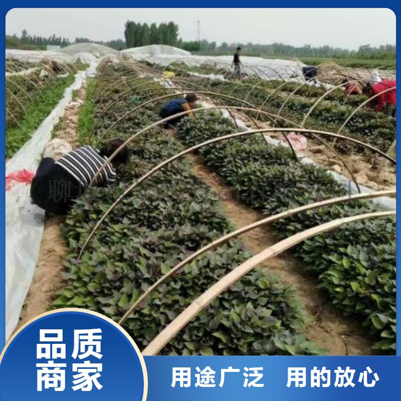 紫薯苗羽衣甘蓝粉认准大品牌厂家