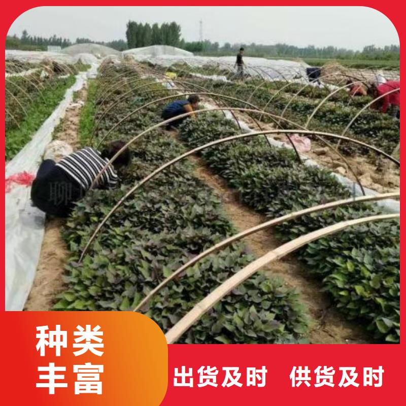 【紫薯苗_羽衣甘蓝粉货源直销】