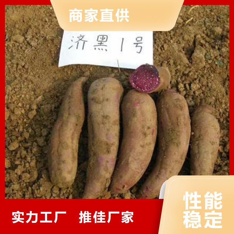 紫薯苗南瓜丁厂家型号齐全